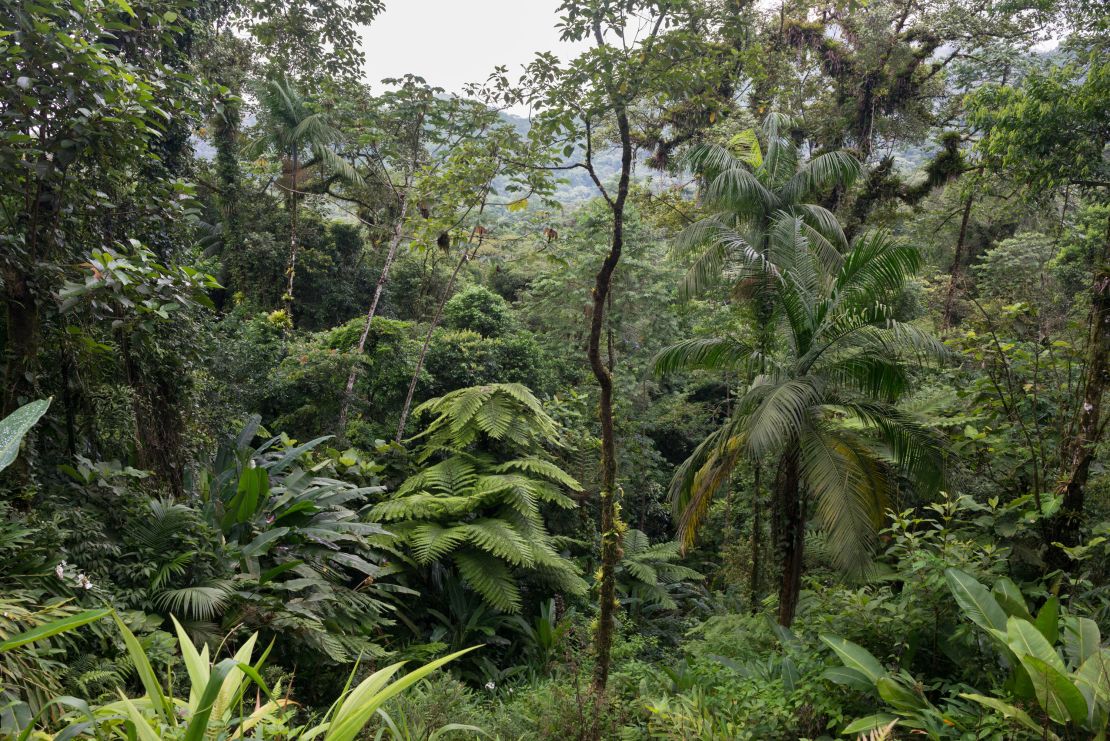 The Atlantic Forest is one of the most biodiverse places in the world, with more than 20,000 plant species.