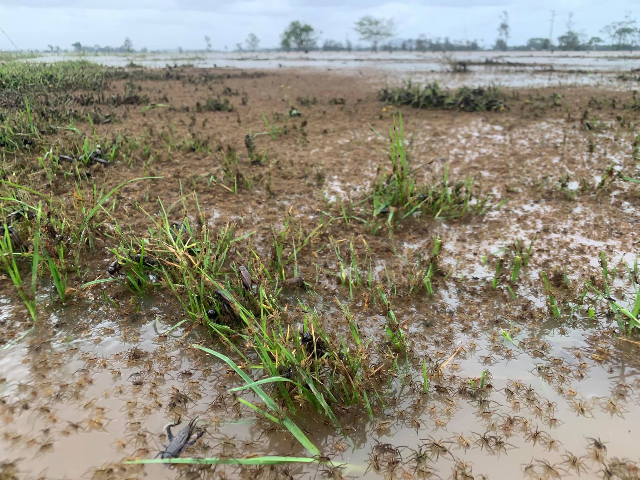 World's widest web? Flood-hit spiders find higher ground, Spiders