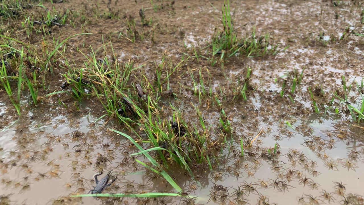 Matt Lovenfosse said flood waters are pushing spiders toward his house.