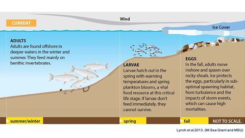Illustration of how whitefish spawn and lay eggs at different depths of Lake Michigan.