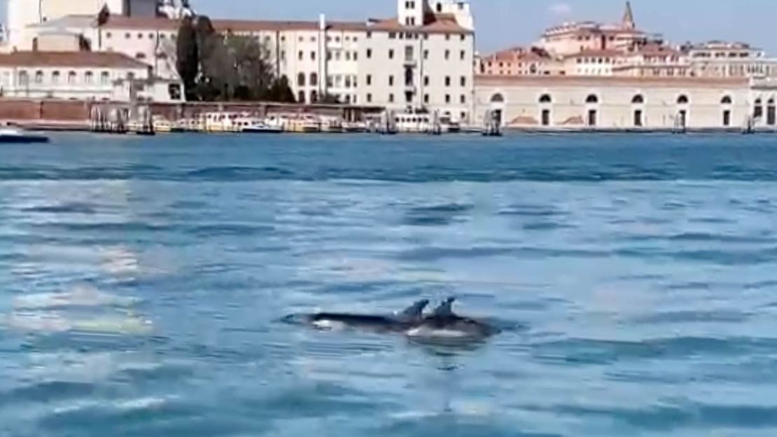 The pair swim past the back of the famous Salute church.