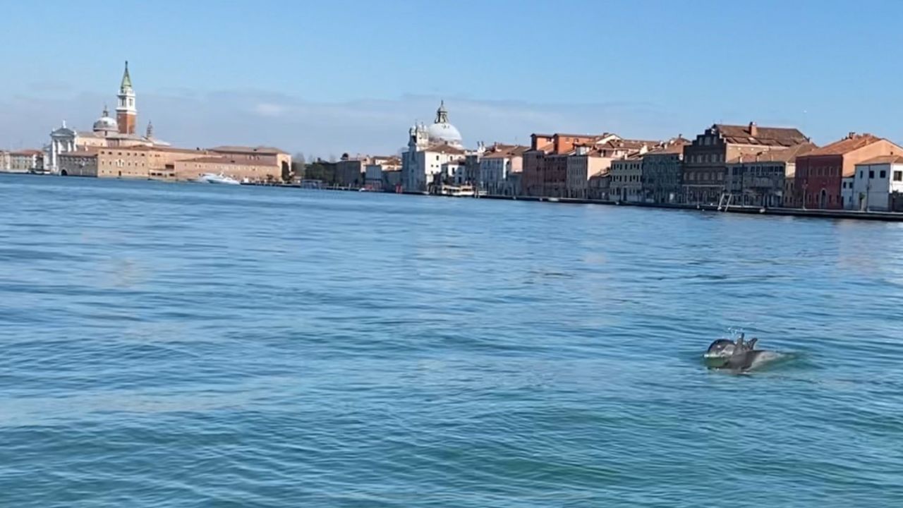 Two striped dolphins were found swimming around Venice.