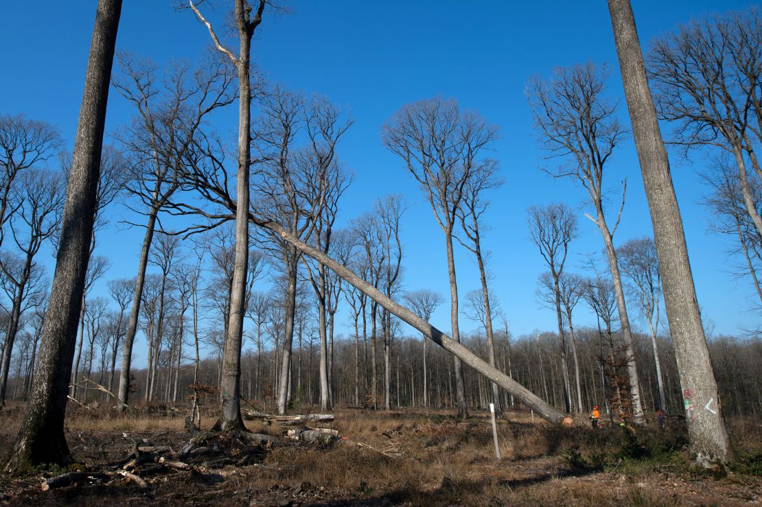 A 200-year-old oak tree comes down as part of Notre Dame rebuild efforts. 