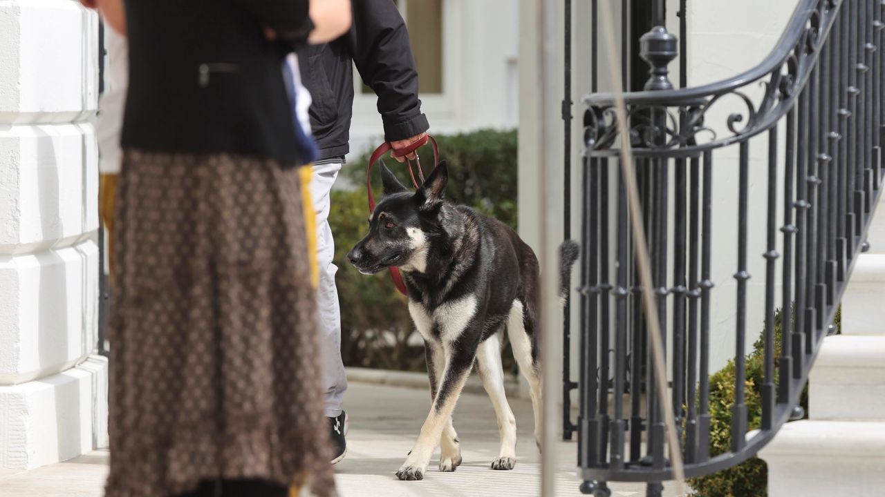 Major is walked on a leash by the South Portico of the White House minutes before President Joe Biden departs the White House on March 23, 2021. 