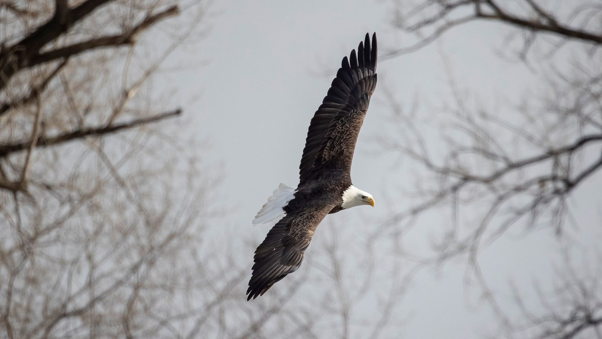 America's Bald Eagle Population Has Quadrupled, Wildlife Officials