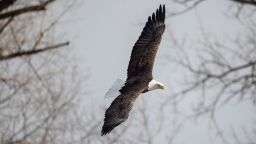 ROCK ISLAND U.S., March 8, 2021 -- A bald eagle soars in the sky over the Mississippi River in Rock Island, Illinois, the United States, on March 8, 2021. Bald Eagles in the United States were once on the brink of extinction in the early 1960s, but now have recovered to be about 10,000 nesting pairs. (Photo by Joel Lerner/Xinhua via Getty) (Xinhua/Joel Lerner via Getty Images)