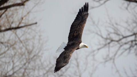 A bald eagle soars in the sky over the Mississippi River in Rock Island, Illinois.
