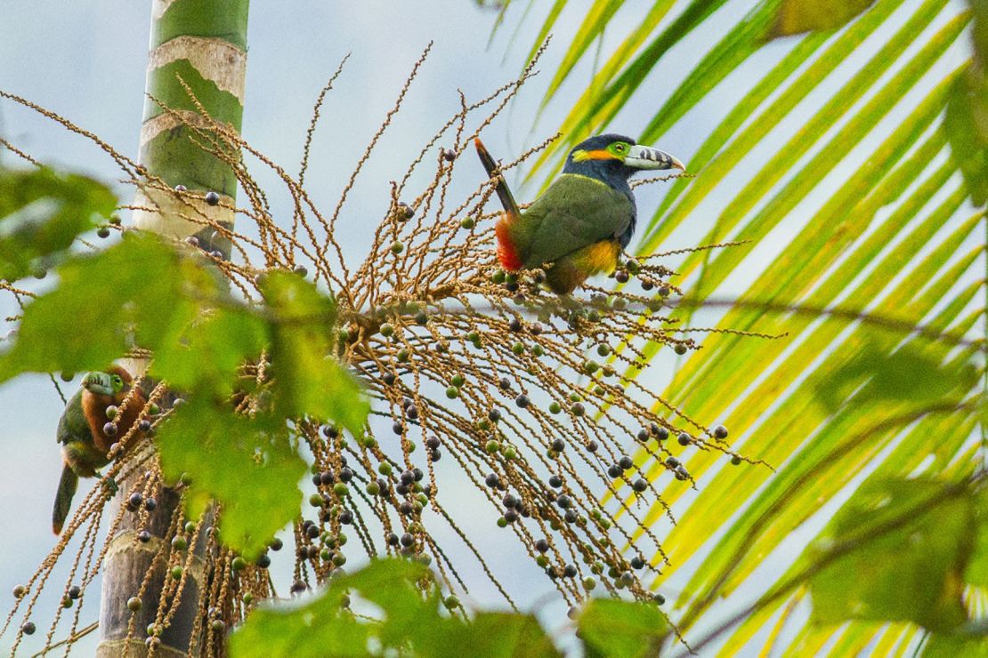 More than 1,000 species of birds live in the Atlantic Forest. Many, like this spot-billed toucanet, feed on ju?ara berries.