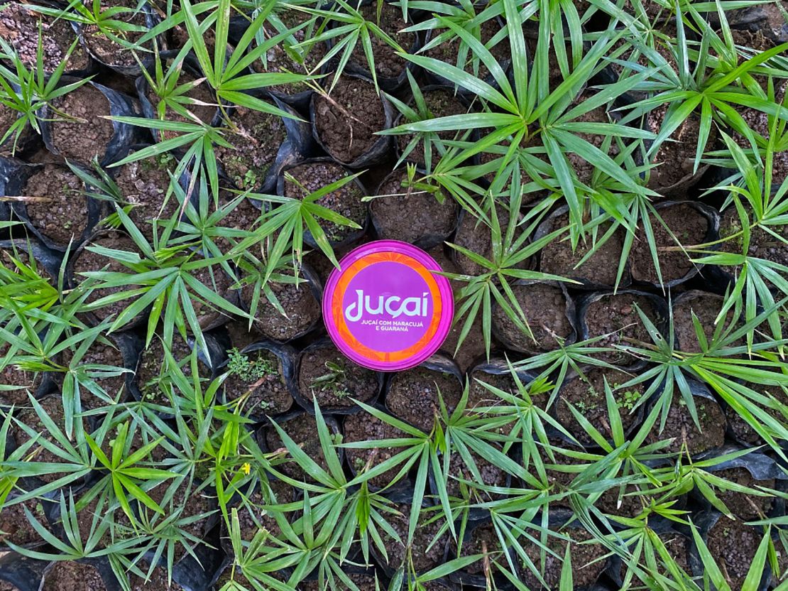 Ju?aí uses the berry seeds from pulp production to plant new ju?ara seedlings.