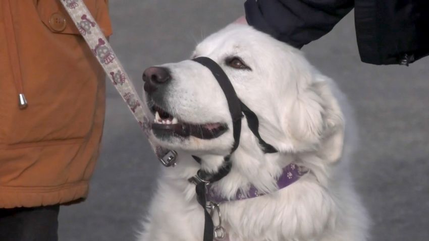 Dog Stops Traffic For Owner Having Seizure 2