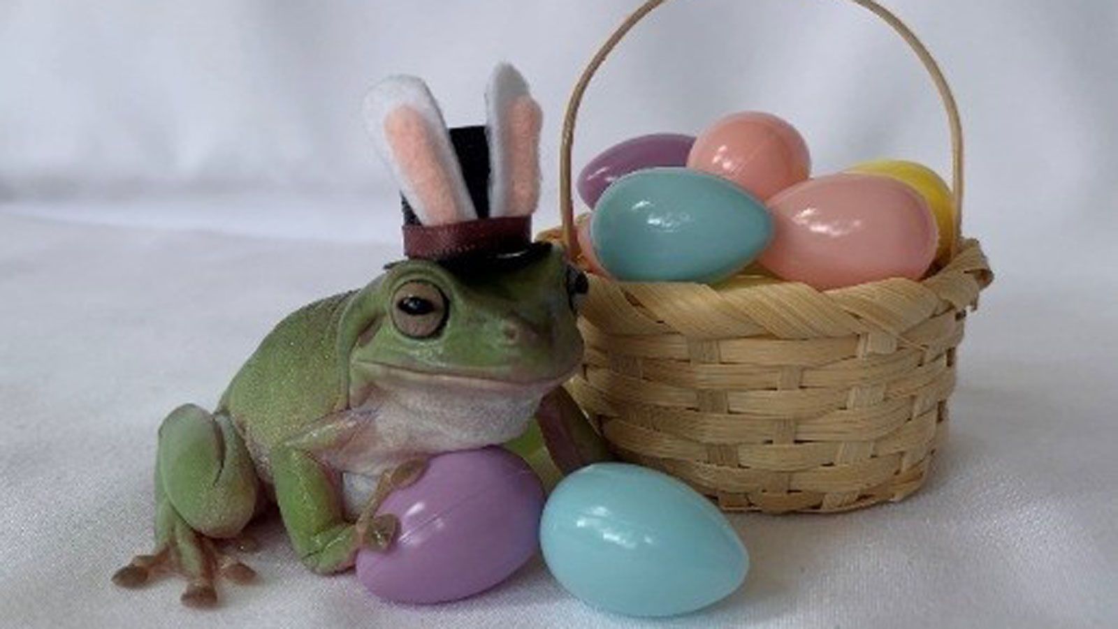 Dumpy Tree frog wearing Easter bunny ears in purple Easter basket isolated  on white background Stock Photo - Alamy