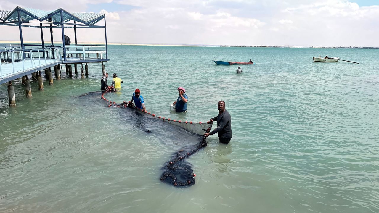 Reda El Sayed and his fellow fishermen spread a net in the bitter lakes between Ismailia and Suez.