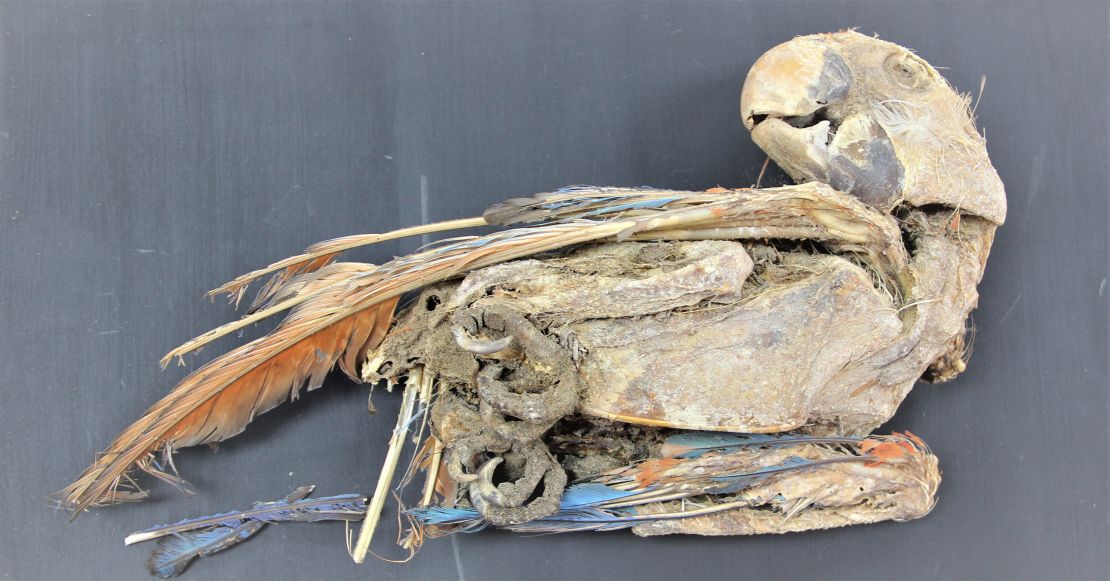 This is a mummified scarlet macaw.