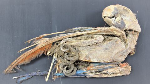 This is a mummified scarlet macaw.