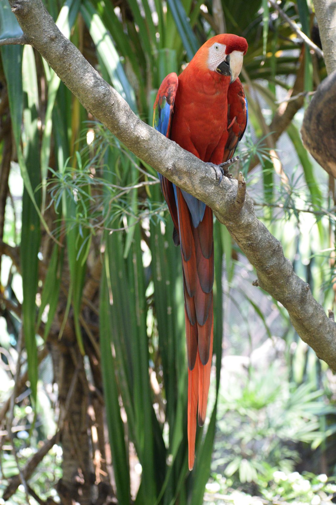 Shown is a scarlet macaw from the Bolivian Amazon.