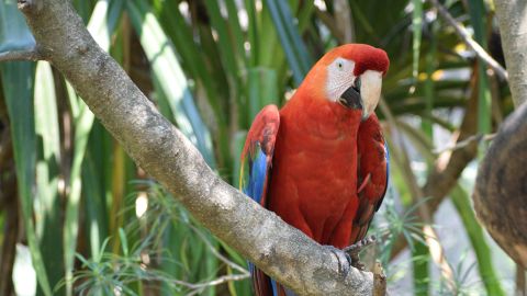 Shown is a scarlet macaw from the Bolivian Amazon.
