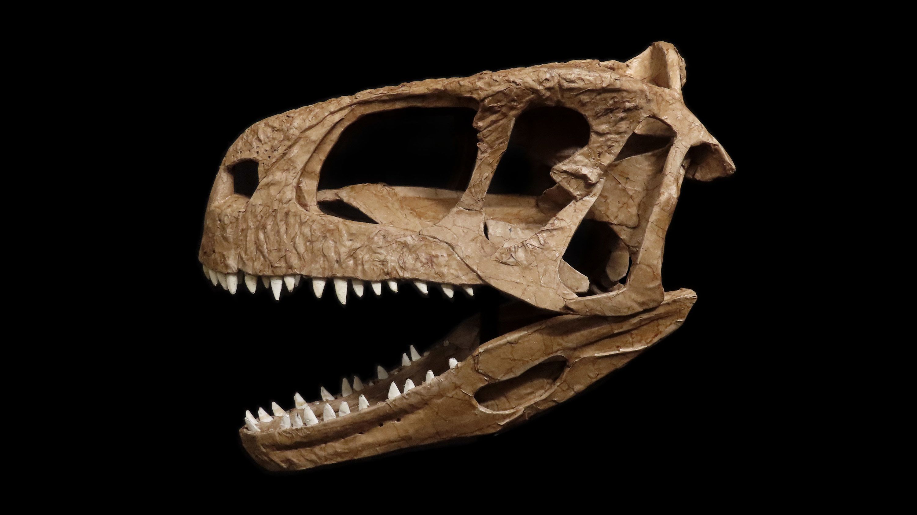 Llukalkan Aliocranianus Dinosaur Discovered In Argentina : NPR