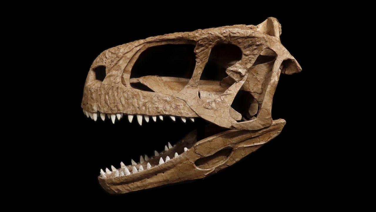 A reconstruction of the dinosaur's skull. 