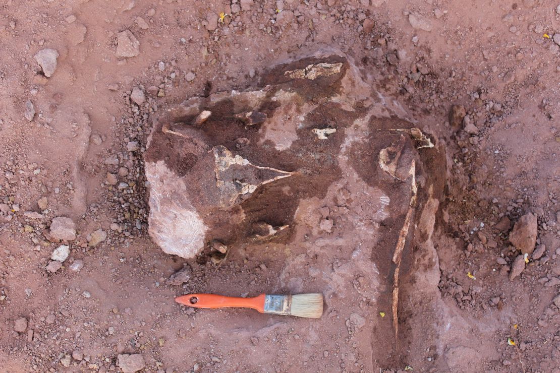 The fossilized remains of Llukalkan aliocranianus included a superbly preserved and uncrushed braincase