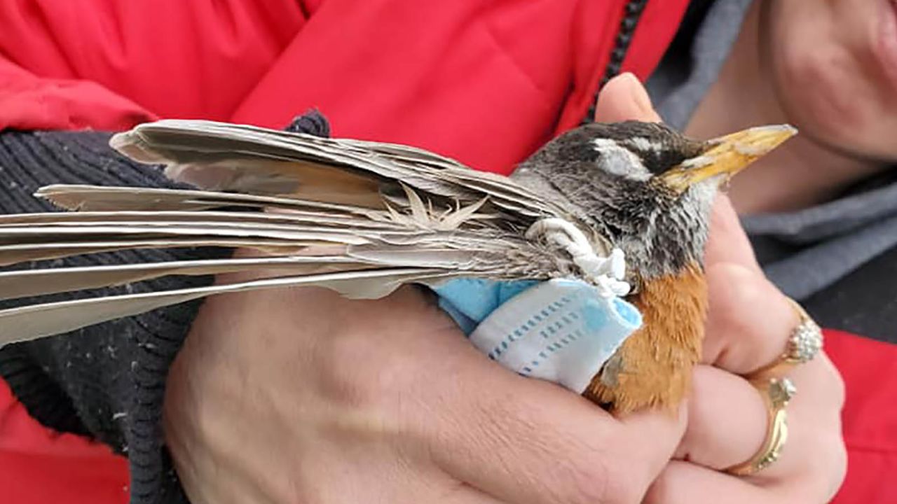 An American robin entangled in a face mask found in British Columbia by Sandra Denisuk.