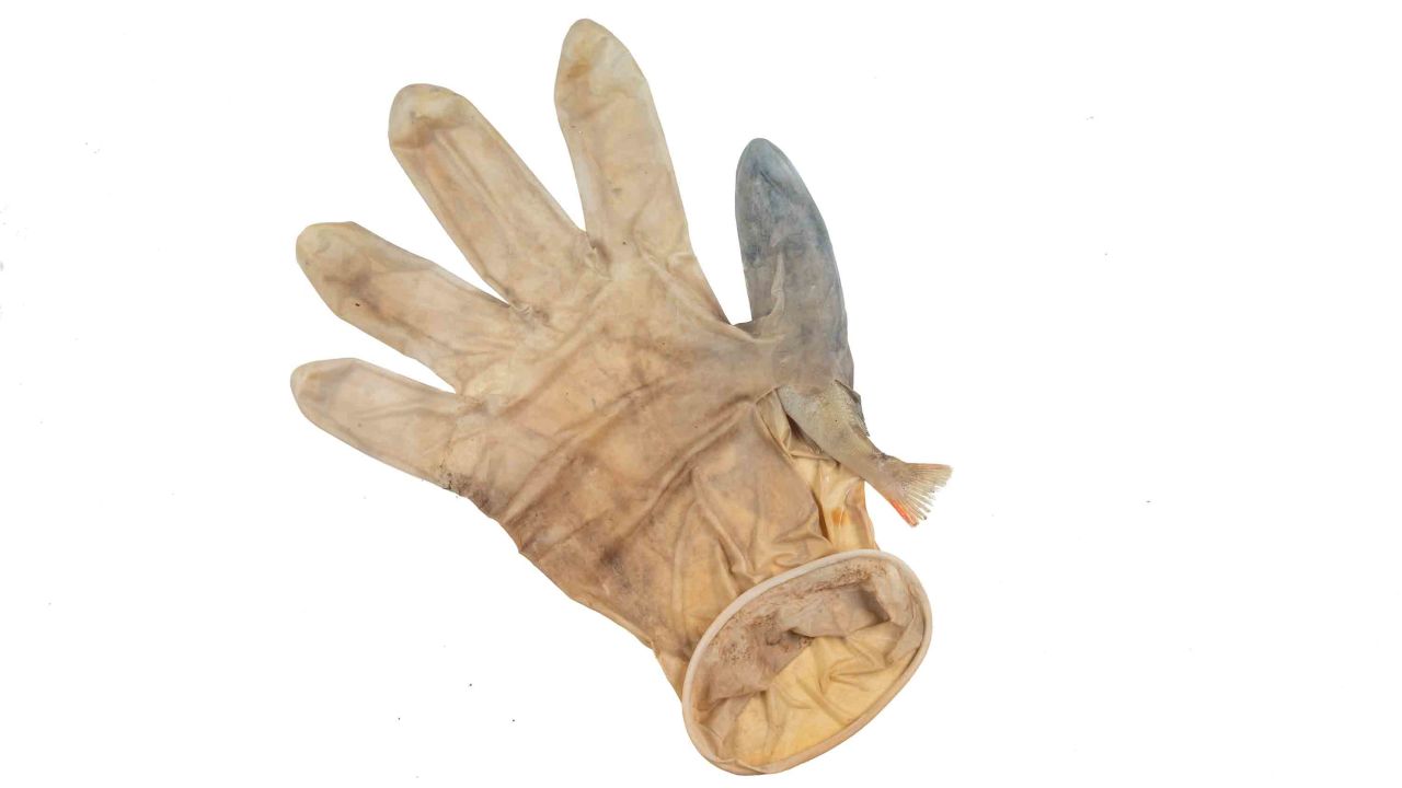 A perch trapped in a plastic glove found in a canal in Leiden in August.