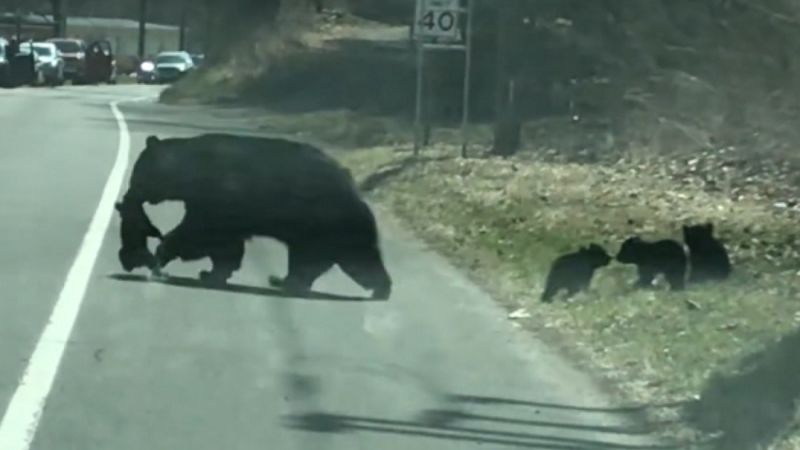 Mama bear's struggle with cubs looks hilariously familiar