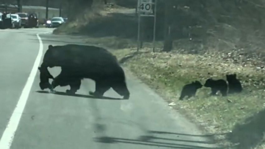 mama bear crosses road moos pkg vpx