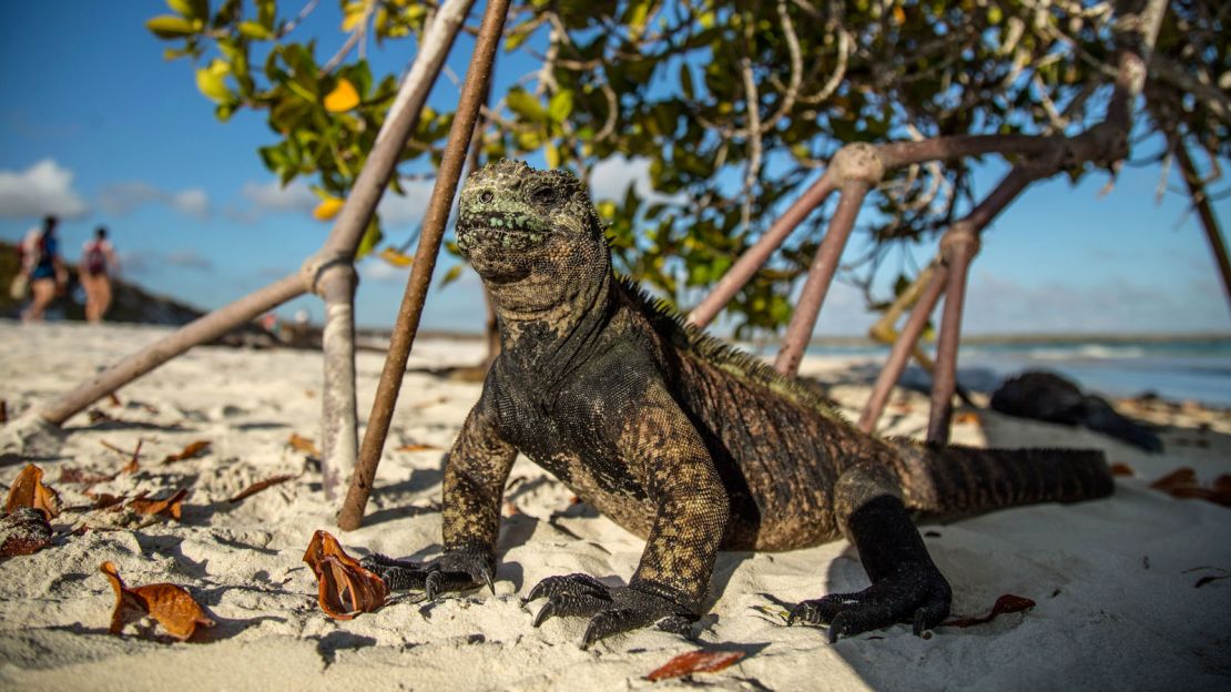 A marine iguana chills on Tortuga Bay beach in the Galapagos. 