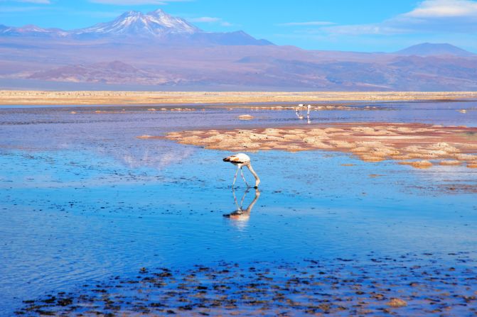<strong>Signs of life: </strong>Not every corner of the desert is devoid of life. Here, a flamingo wades in a lagoon at Los Flamencos National Reserve.
