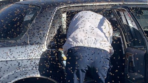 The Las Cruces Fire Department estimates more than 15,000 bees were in the swarm. 