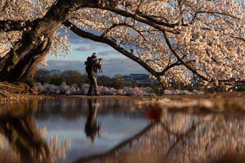 A photographer is reflected under blooming Yoshino cherry trees on the edge of the Tidal Basin in Washington, DC, on Monday, March 29.