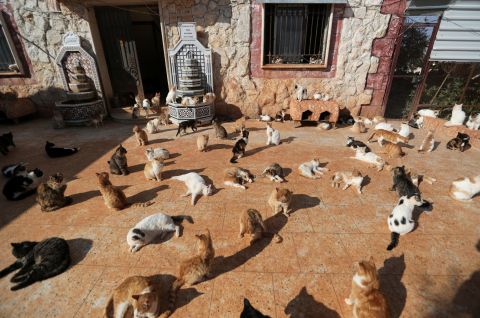 Cats are seen at Ernesto's sanctuary for cats in Idlib, Syria, on Sunday, March 28.