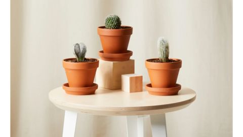 Bloomscape's Sonoran Cacti Collection