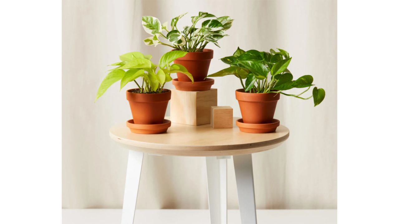 Pothos Collection