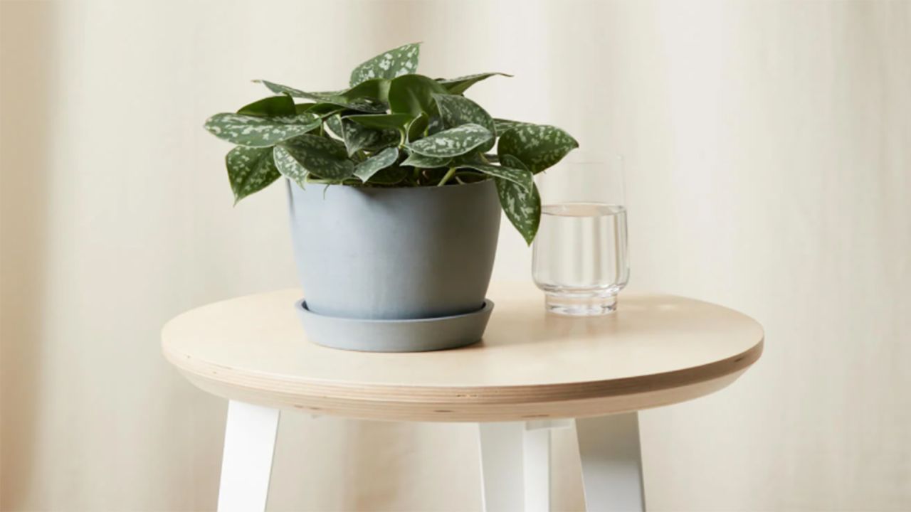 Silver Pothos