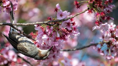 A bird next to cherry blossoms at a park in Tokyo, Japan, on March 23.