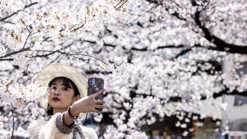 A woman takes a selfie with cherry blossoms in full bloom along the Meguro river in Tokyo on March 26, 2021. (Photo by Behrouz MEHRI / AFP) (Photo by BEHROUZ MEHRI/AFP via Getty Images)