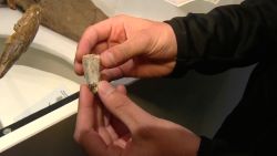 child finds trex tooth
