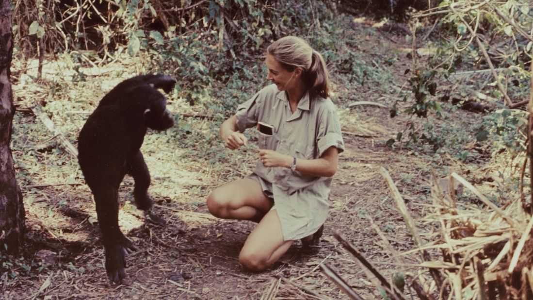 <strong>Modern members:</strong> Primatologist Jane Goodall has spent decades studying the social and family interactions of wild chimpanzees.