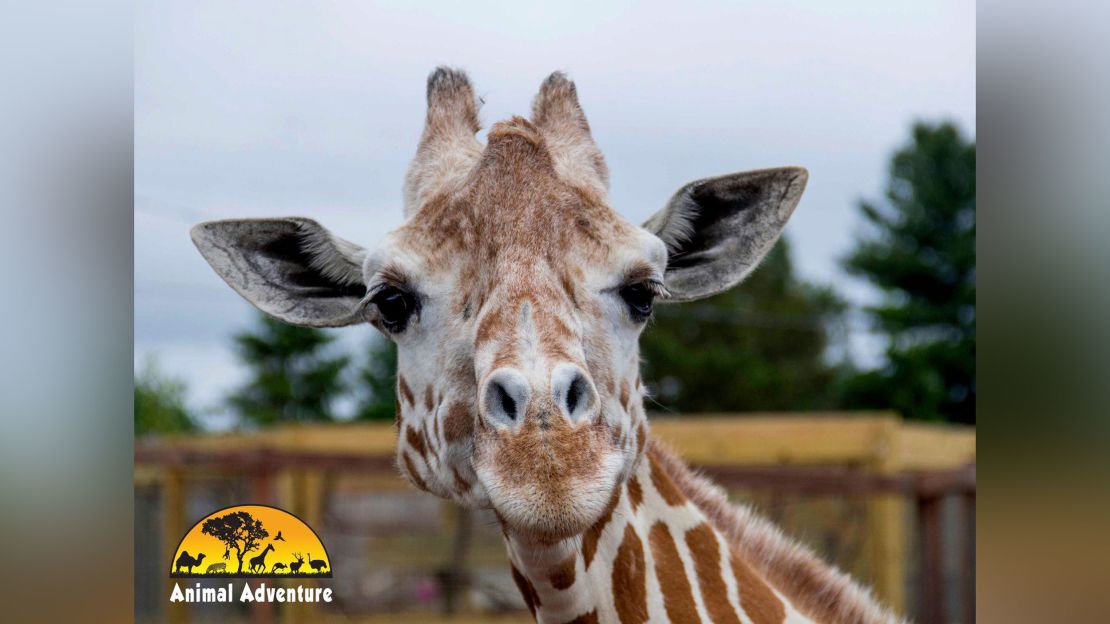 April the Giraffe.