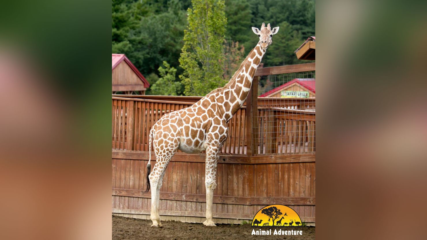 April the Giraffe, who became a worldwide sensation for giving birth in