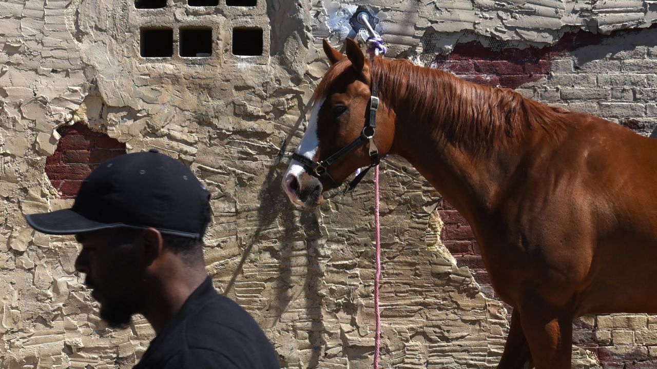 A horse tied up at the Fletcher Street Urban Riding Club in north Philadelphia. The club teaches horsemanship to keep neighborhood kids out of trouble.