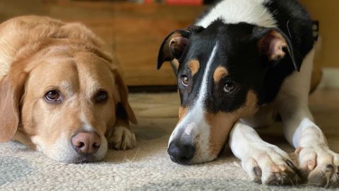 Pets may need a few weeks to get used to your new routine. Izzy and Bello say you should just stay home.