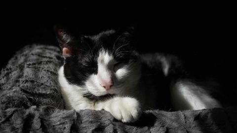 Humans need pets as much as pets need humans, experts say. Patches agrees.