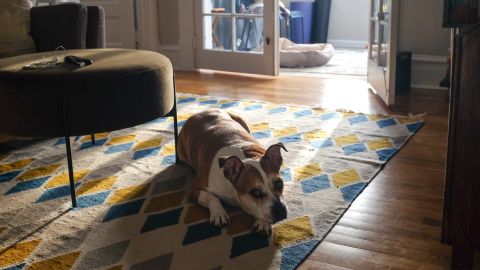 Keep up the good habits formed during the pandemic, such as taking more walks with your dog. Petey loves walks -- as long as there are no other dogs nearby.