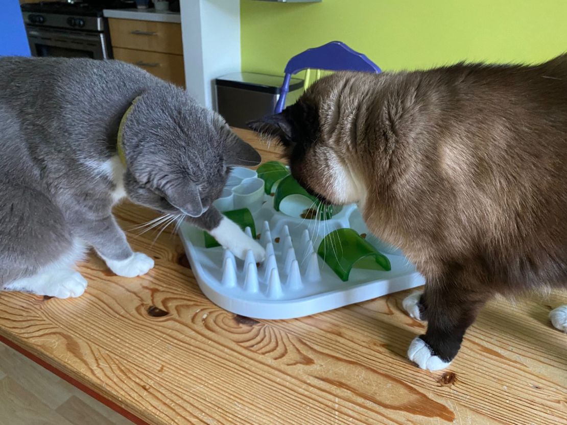 Get cats a new toy or food puzzle to keep them entertained as they adjust to less human interaction. Look how engrossed Soren and Willow are.