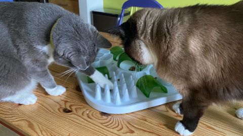 Get cats a new toy or food puzzle to keep them entertained as they adjust to less human interaction. Look how engrossed Soren and Willow are.