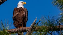 The majority of bald eagles studied had rat poison in their system, and a small number of them died from ingesting it. 