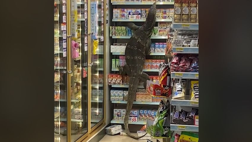 monitor lizard 7 11 thailand