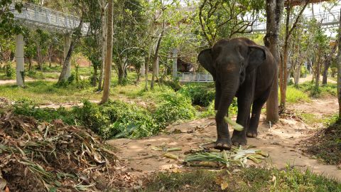 The Phuket Elephant Sanctuary has 12 retired work elephants. 